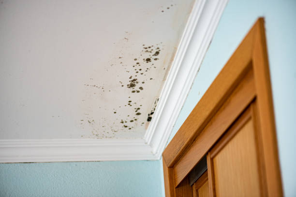 Best Mold Documentation for Insurance Claims  in La Crosse, KS